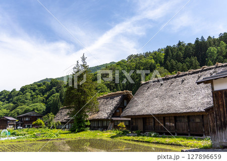 白川郷の合掌造り家屋と初夏の水田 127896659
