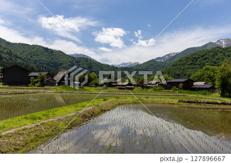 白川郷の合掌造り家屋と初夏の水田 127896667