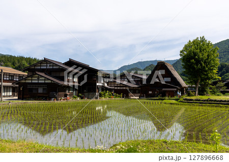 白川郷の合掌造り家屋と初夏の水田 127896668