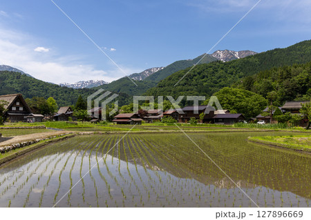 白川郷の合掌造り家屋と初夏の水田 127896669