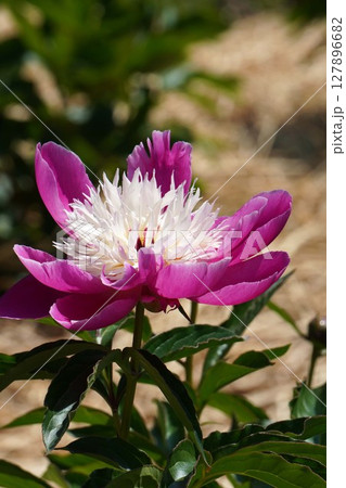 芍薬の花"天真"2025年5月 127896682
