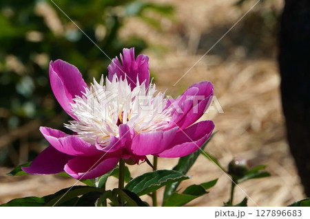 芍薬の花"天真"2025年5月 芍薬の花"天真"2025年5月 127896683