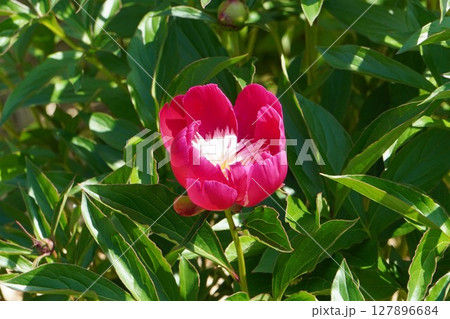芍薬の花"天真"2025年5月 芍薬の花"天真"2025年5月 127896684