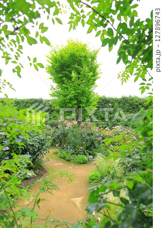 イングリッシュガーデン　ゆりの花 127896743