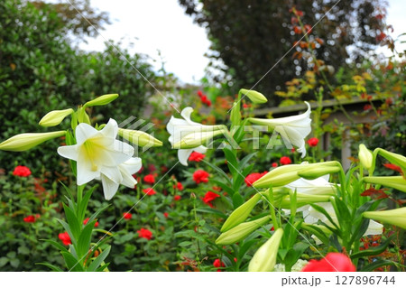 イングリッシュガーデン　ゆりの花 127896744