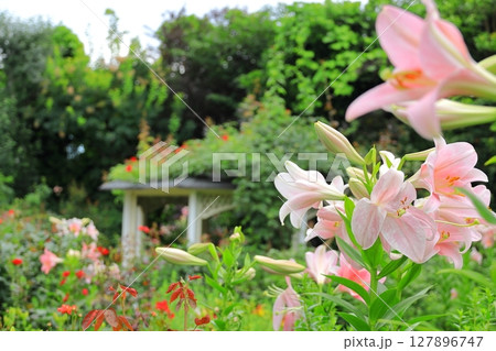 イングリッシュガーデン　ゆりの花 127896747
