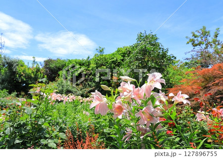 イングリッシュガーデン　ゆりの花 127896755