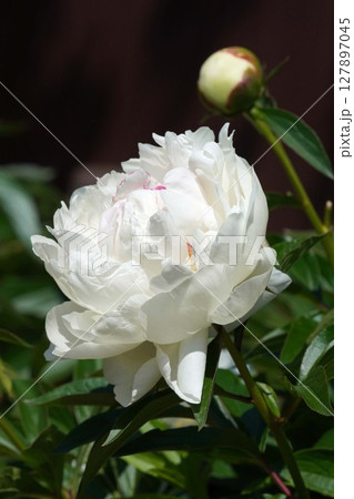 芍薬の花"氷点"2025年5月 芍薬の花"氷点"2025年5月 127897045