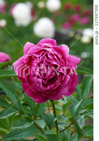 芍薬の花"夕映"2025年5月 127897300