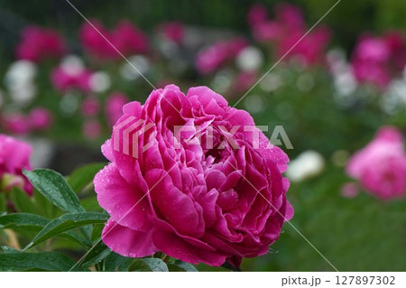 芍薬の花"夕映"2025年5月 127897302