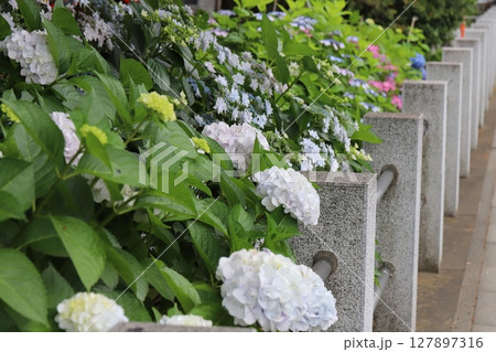 初夏の道路沿いの神社の境内に咲く白や青やピンク色のアジサイの花 127897316