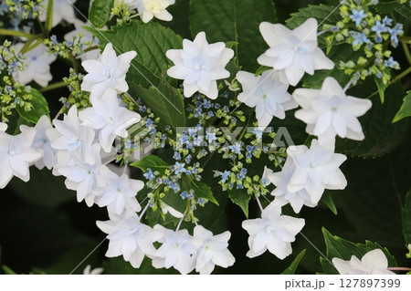 初夏の庭に咲く白いガクアジサイの花 127897399