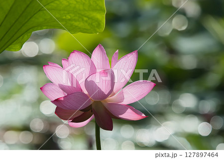 光を浴びて輝く満開のハスの花 光を浴びて輝く満開のハスの花 127897464