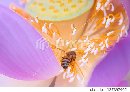 ハスの花に来たミツバチ 127897465