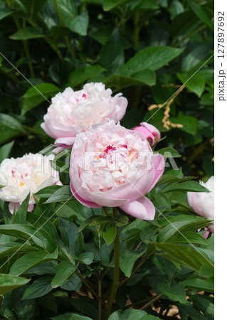 芍薬の花"輪舞"2025年5月 127897692