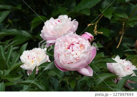 芍薬の花"輪舞"2025年5月 芍薬の花"輪舞"2025年5月 127897693