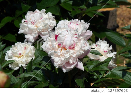 芍薬の花"輪舞"2025年5月 芍薬の花"輪舞"2025年5月 127897698