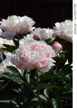 芍薬の花"輪舞"2025年5月 芍薬の花"輪舞"2025年5月 127897706