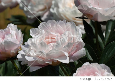 芍薬の花"輪舞"2025年5月 127897707