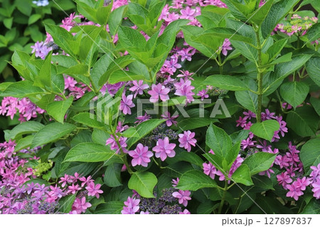初夏の庭に咲くピンク色のガクアジサイの花 初夏の庭に咲くピンク色のガクアジサイの花 127897837