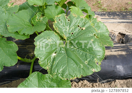 ウリハムシの食害06 127897852