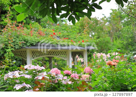 横浜イングリッシュガーデン アジサイフェア 横浜イングリッシュガーデン アジサイフェア 127897897