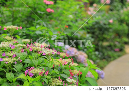 横浜イングリッシュガーデン　アジサイフェア 127897898