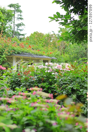 横浜イングリッシュガーデン　アジサイフェア 127897899