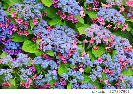 横浜イングリッシュガーデン　アジサイフェア 127897901