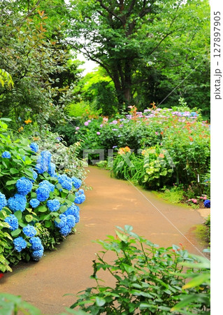 横浜イングリッシュガーデン　アジサイフェア 127897905