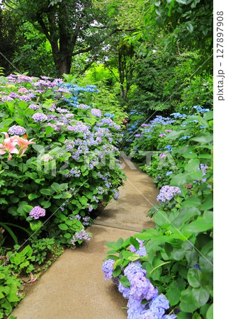 横浜イングリッシュガーデン アジサイフェア 横浜イングリッシュガーデン アジサイフェア 127897908