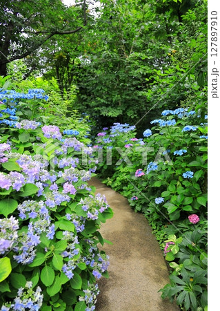 横浜イングリッシュガーデン　アジサイフェア 127897910
