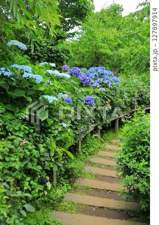横浜イングリッシュガーデン アジサイフェア 横浜イングリッシュガーデン アジサイフェア 127897914