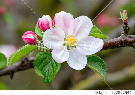 Blooming apple tree branch with pink and white flowers in spring 127897944