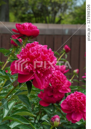 芍薬の花"恋唄"2025年5月 芍薬の花"恋唄"2025年5月 127898106
