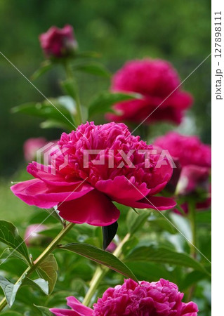 芍薬の花"恋唄"2025年5月 127898111