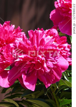 芍薬の花"恋唄"2025年5月 芍薬の花"恋唄"2025年5月 127898122