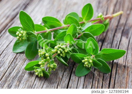 Fresh oregano sprigs with flowers resting on rustic wooden table 127898194