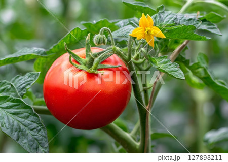 Red tomato growing on the vine in a greenhouse 127898211