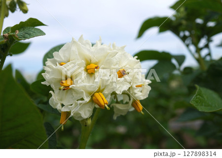 ジャガイモ(とうや)の花07 ジャガイモ(とうや)の花07 127898314