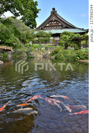 藤沢遊行寺の池で泳ぐ錦鯉と本殿 藤沢遊行寺の池で泳ぐ錦鯉と本殿 127898344