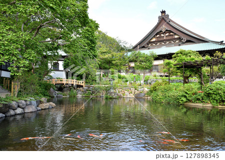 藤沢遊行寺の池で泳ぐ錦鯉と本殿 藤沢遊行寺の池で泳ぐ錦鯉と本殿 127898345