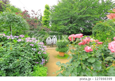 横浜イングリッシュガーデン　アジサイとベンチ 127898399