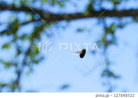 飛び回るキムネクマバチ 飛び回るキムネクマバチ 127898522