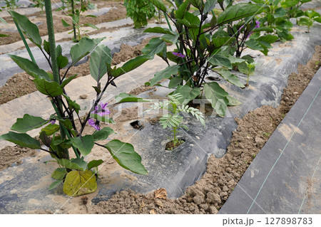 ナスの株間に植えたマリーゴールド01 ナスの株間に植えたマリーゴールド01 127898783