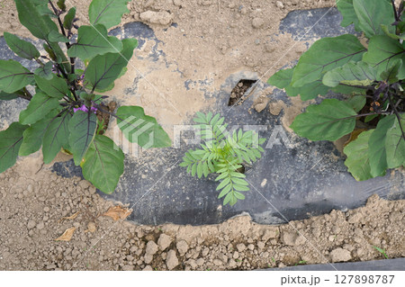ナスの株間に植えたマリーゴールド05 127898787
