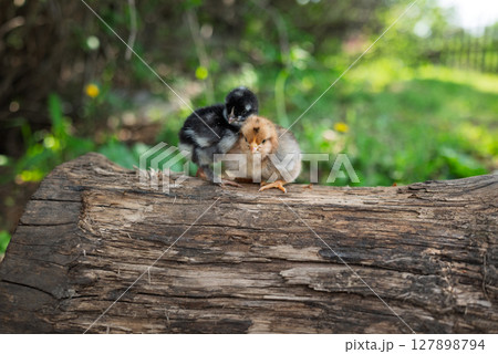 Small chickens sit on log in village on sunny summer day Small chickens sit on log in village on sunny summer day 127898794