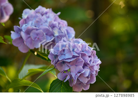 青紫色のアジサイの花 127898985