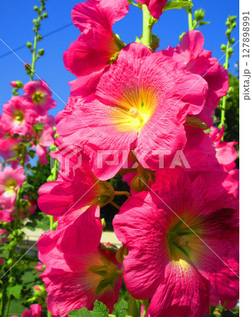 初夏の満開のタチアオイの風景 127898991