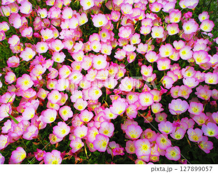 ヒルザキツキミソウのかわいい花の風景 ヒルザキツキミソウのかわいい花の風景 127899057